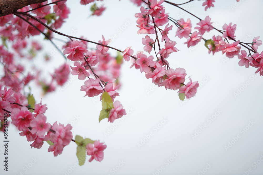 pink Sakura pink Sakura