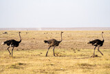 Three ostrich birds walk in the grass of Amboseli National Park Kenya Africa