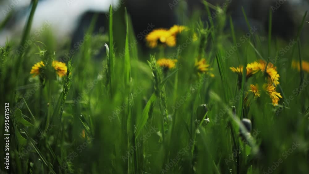 dandelions bloom in the meadow. dandelions close-up on natural natural background. Dandelion flower in spring. dandelions in the wild. dandelions bloom in the meadow. dandelions close-up on natural natural background. Dandelion flower in spring. dandelions in the wild.