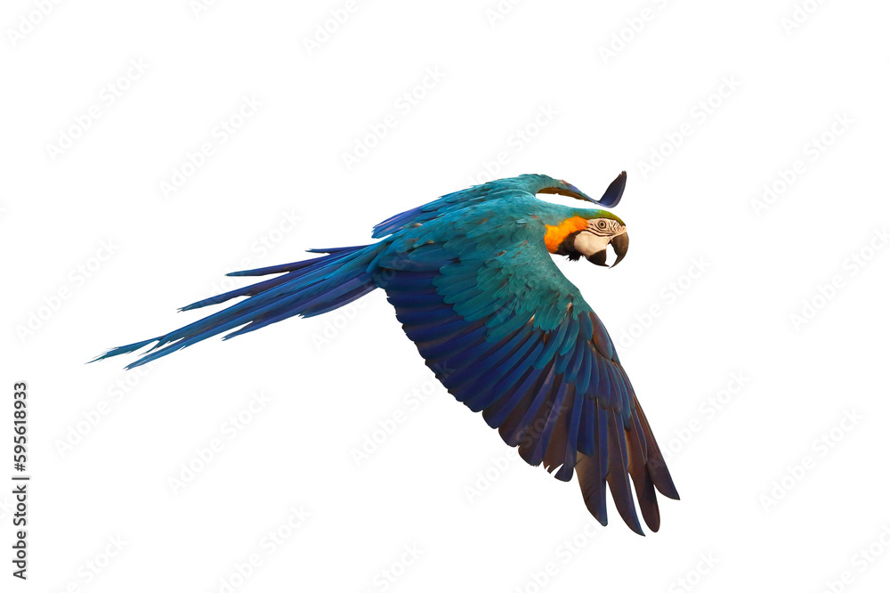 Colorful parrot flying against transparent background png file