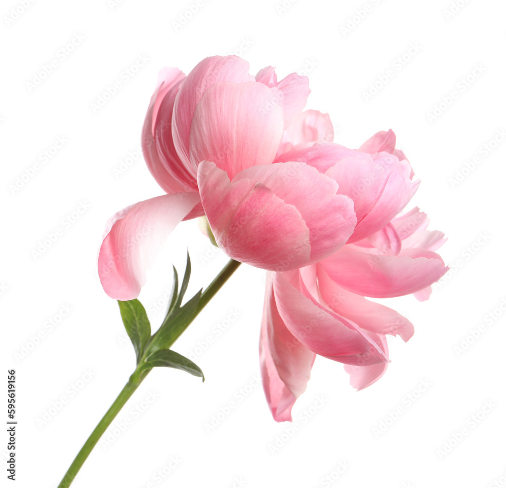 Beautiful pink peony flower isolated on white Beautiful pink peony flower isolated on white