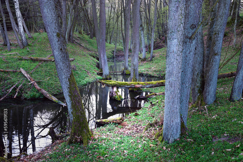 Wiosna na rozlewisku bobrów photo