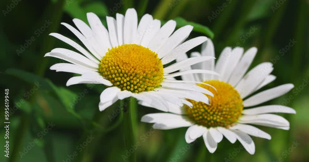 Bloom Flower White Chamomile, Slow motion. Floristic in Garden and Nature. Bloom Flower White Chamomile, Slow motion. Floristic in Garden and Nature.