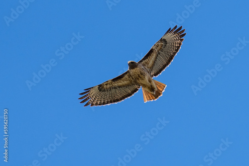 Red-tail hawk flying in flight
