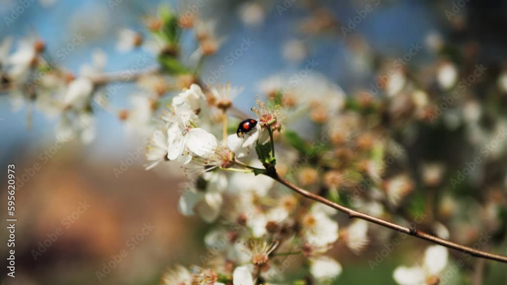 insect ladybug crawls on a blossoming branch. an insect sits on a flowering branch in the rays of the sun against a blue sky. insect ladybug crawls on a blossoming branch. an insect sits on a flowering branch in the rays of the sun against a blue sky.
