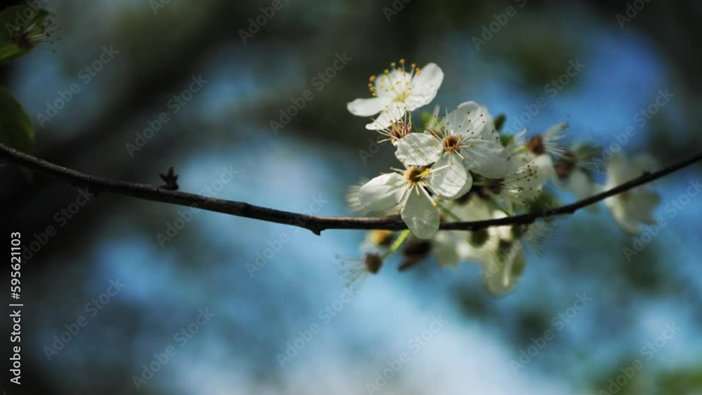 flowering trees in spring. cherry blossom close-up. apple blossom pear flower on natural natural background. blossoming trees in spring against the blue sky. flowering trees in spring. cherry blossom close-up. apple blossom pear flower on natural natural background. blossoming trees in spring against the blue sky.