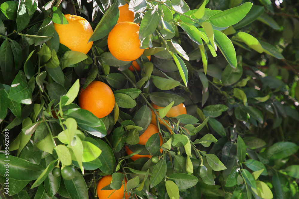 Tree with fresh ripe oranges on sunny day