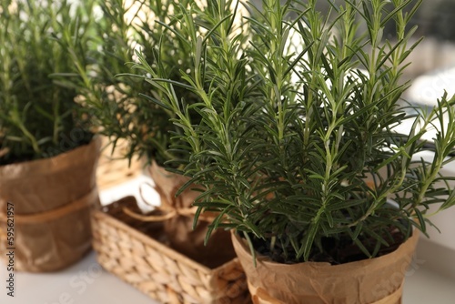 Aromatic green rosemary in pots on table, closeup