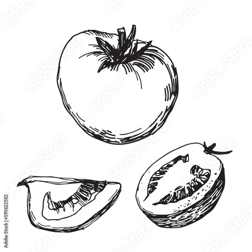Tomatoes vector graphic line illustration