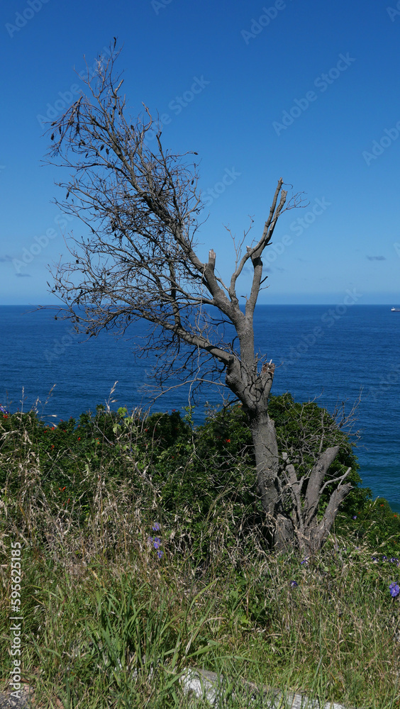Vertical image of old bush on rough ground with sea in background Vertical image of old bush on rough ground with sea in background