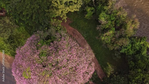 Imagem aérea do rio Uberabinha com árvore florida e caminhada familiar em Uberlândia, Minas Gerais photo