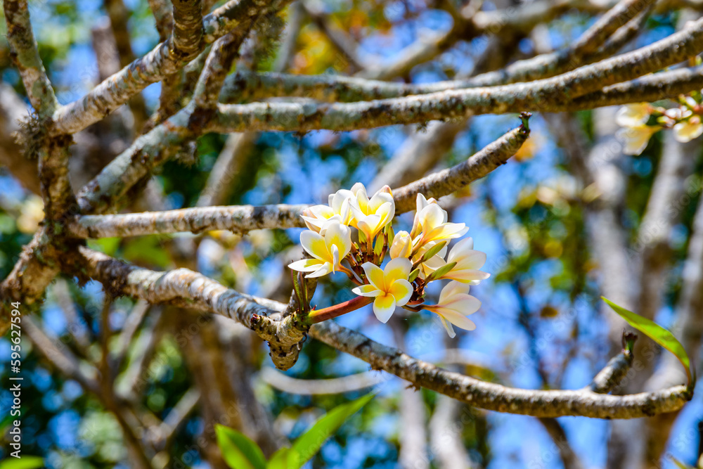 Yellow and white flowers on a Plumeria tree Yellow and white flowers on a Plumeria tree