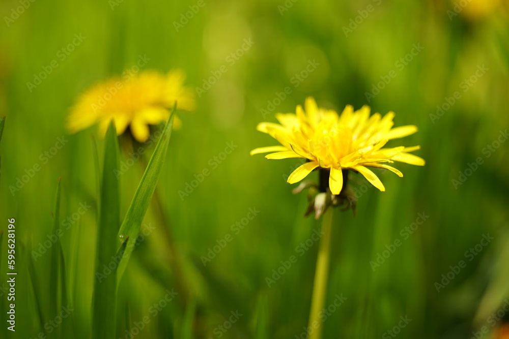 Yellow dandelion flowers in spring garden Yellow dandelion flowers in spring garden