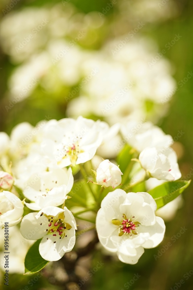 Fruit tree blooming, spring time pear branches blossom