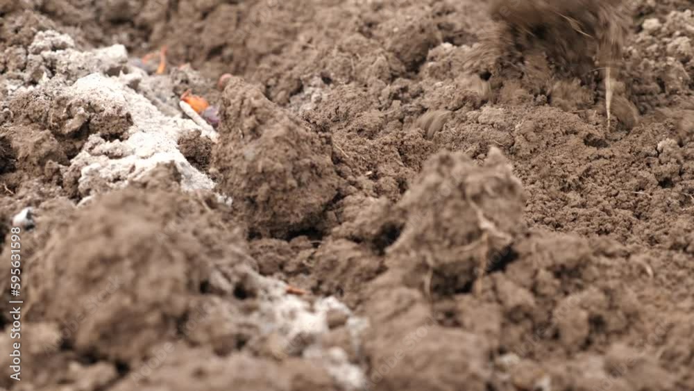 Planting onions in open ground in early spring. Planting onions in open ground in early spring.