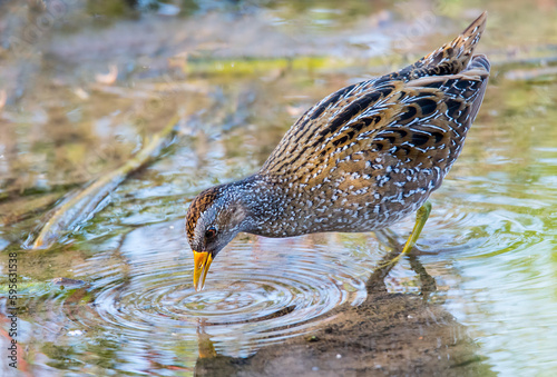 Konstfotografi Spotted Creake (Porzana porzana) eating on the water.