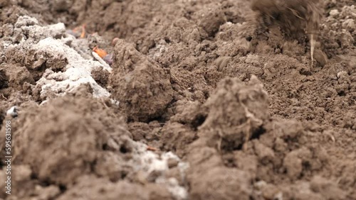 Wallpaper Mural Planting onions in open ground in early spring. Torontodigital.ca