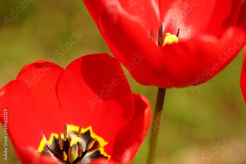 Opened red tulip flowers grow in spring garden, closeup.
