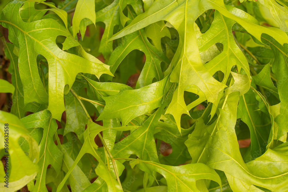 Fototapeta premium Oak Tree Leaves