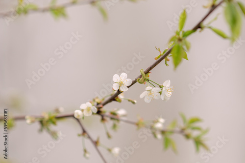 Spring flowering tree branch with white flowers