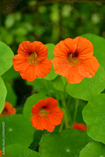 closeup the bunch yellow orange nasturtium flowers with vine and green leaves in the garden soft focus natural green brown background.