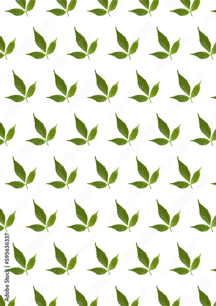 The pattern of green leaves on white background The pattern of green leaves on white background