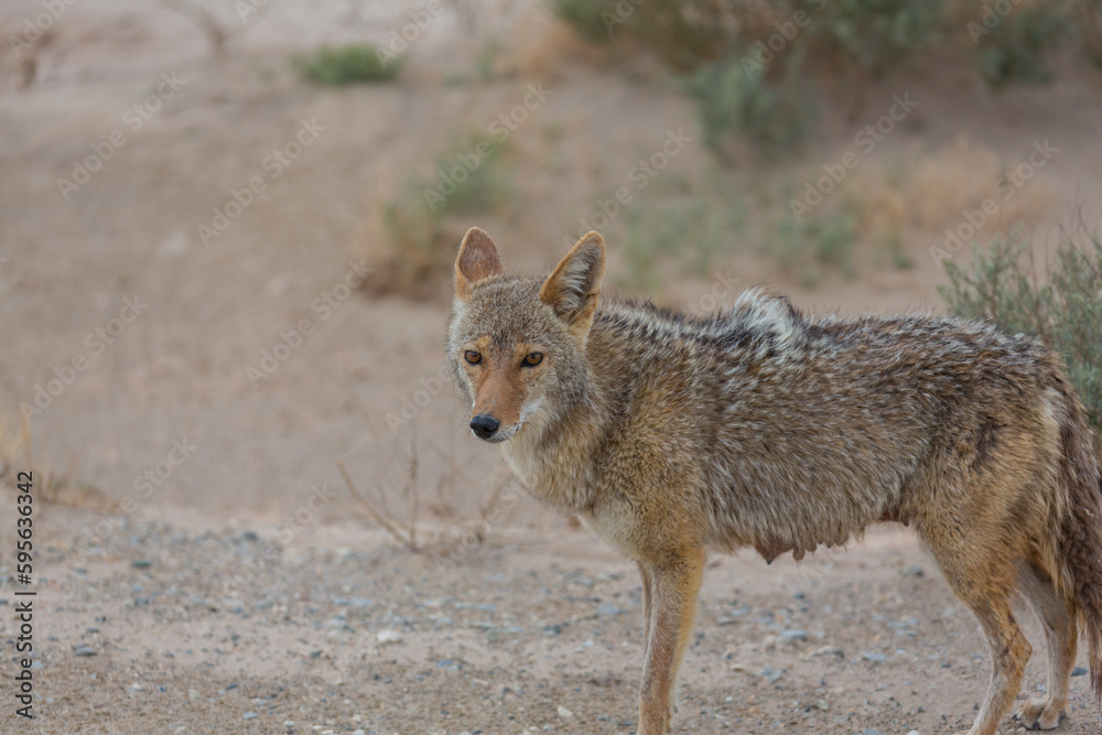 Coyote Coyote