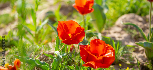 Wild Red Data Book tulips Greig in the fields of Kazakhstan. Spring flowers under the rays of sunlight. Beautiful landscape of nature. Hi spring. Beautiful flowers on a green meadow. photo