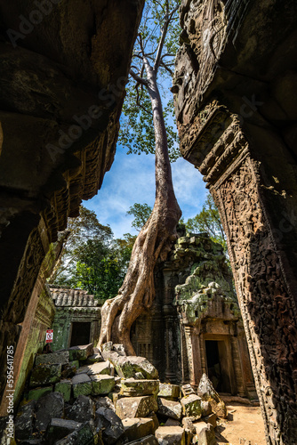 Angkor Wat Temple - Cambodia old Tree in Building