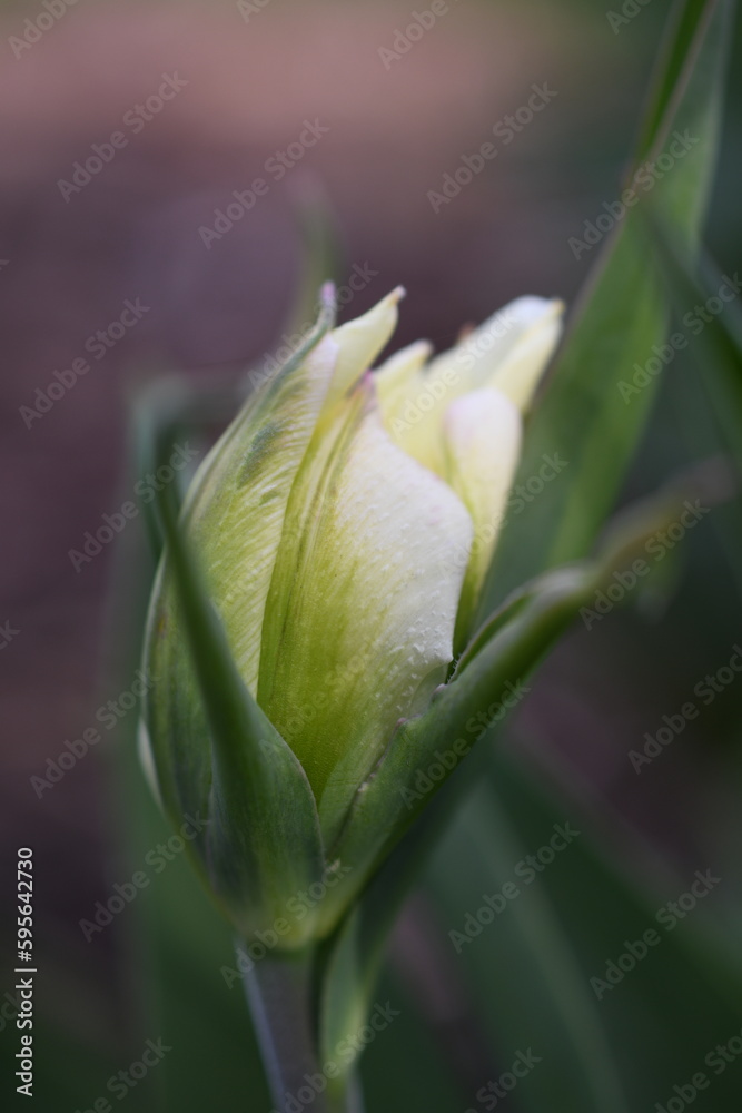 Fototapeta premium Tulipany