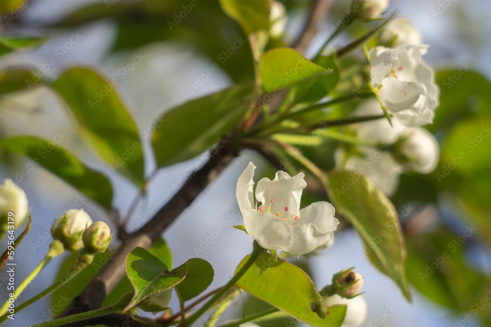 blooming pear tree in spring blooming pear tree in spring