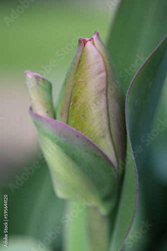 Tulipany