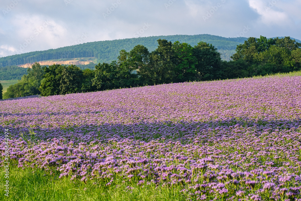 lilac field of facelia, flowers. Sunset over a violet field. Facelia in the field. Honey culture. lilac field of facelia, flowers. Sunset over a violet field. Facelia in the field. Honey culture.