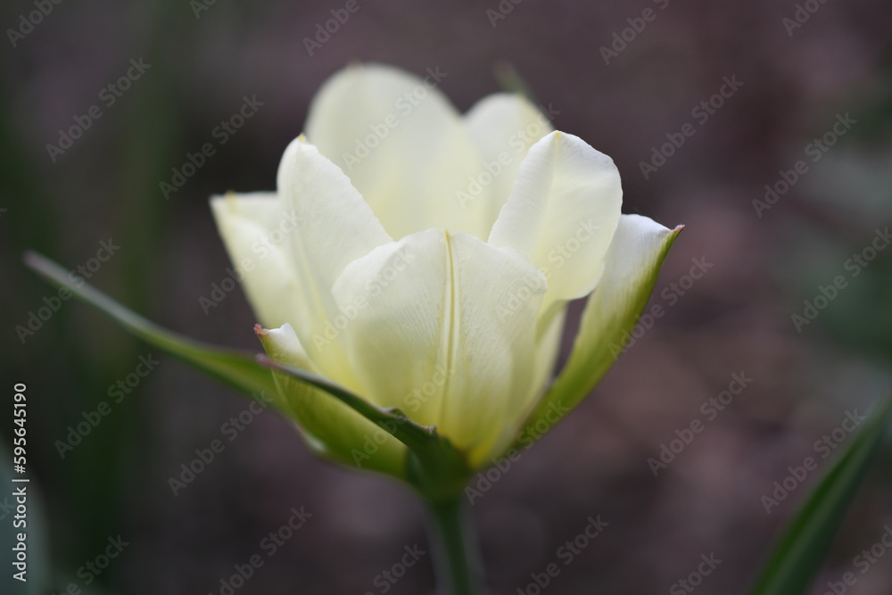 Fototapeta premium Tulipany