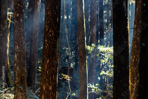 sun in the forest