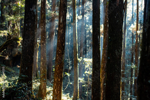 sun shining through the forest