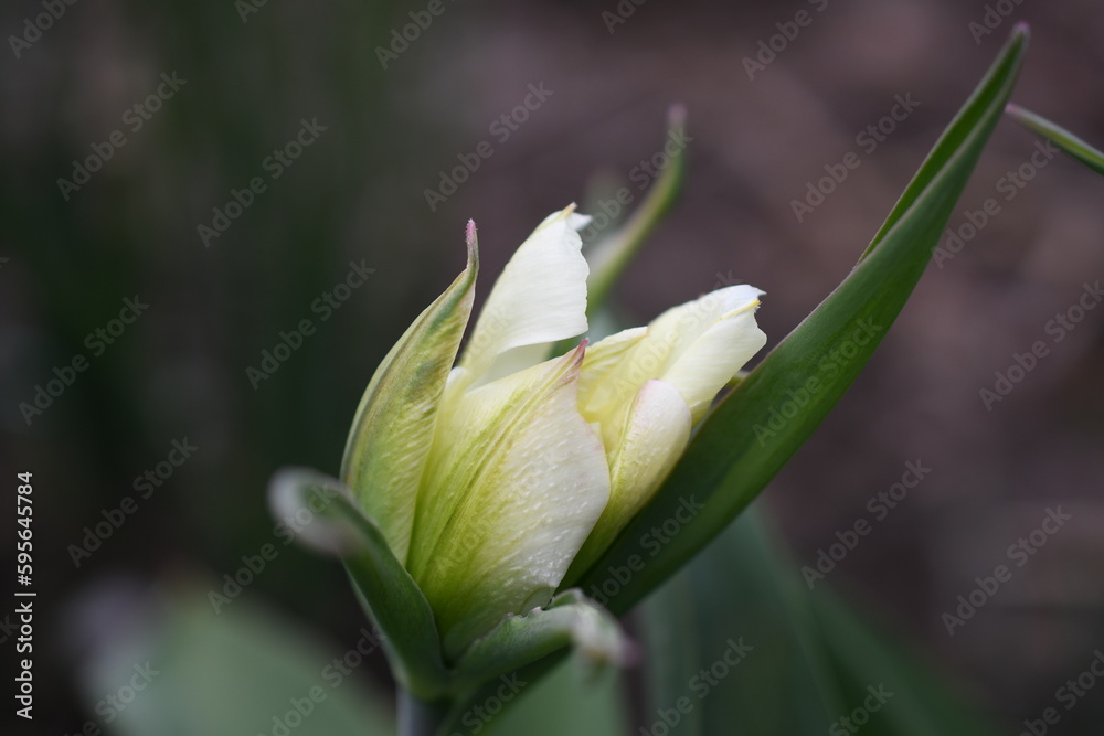 Fototapeta premium Tulipany