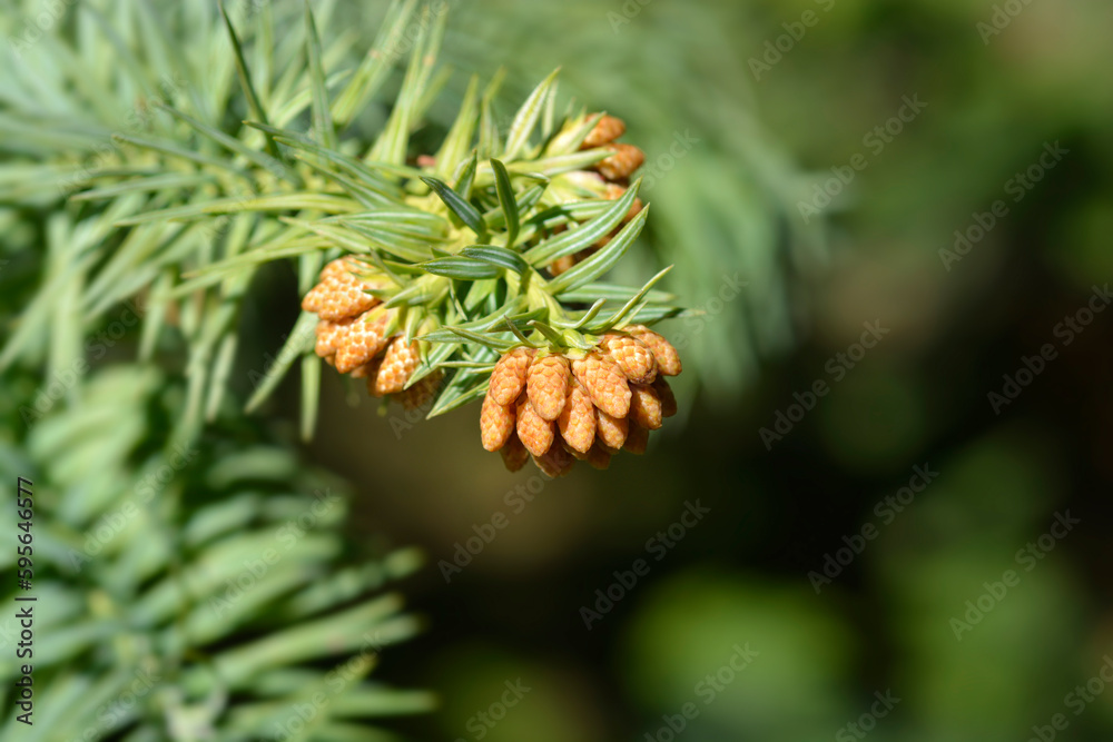 Taiwan coffin fir branch with flowers Taiwan coffin fir branch with flowers