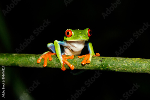 Red-eyed tree frog Costa Rica 