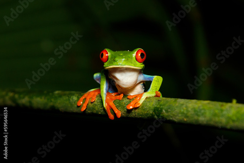 Red-eyed tree frog costa rica © M