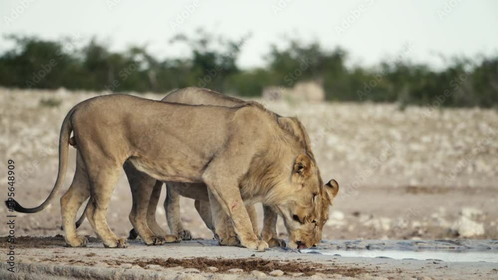 Lions drinking water from Pond, Namibia
Etosha National Park Namibia, 2023
Lions drinking water from Pond, Namibia
Etosha National Park Namibia, 2023