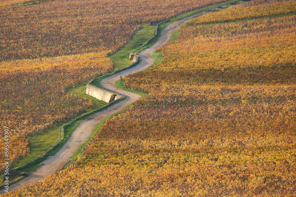 route au milieu du vignoble de Côte d'Or en bourgogne en automne