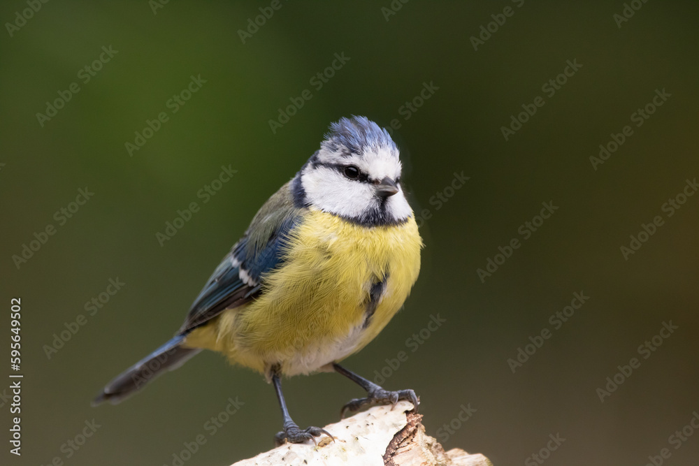 Obraz premium blue tit