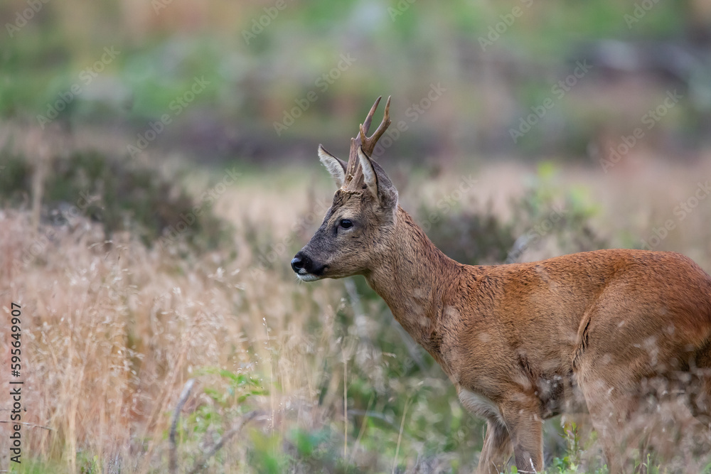 Fototapeta premium Dear