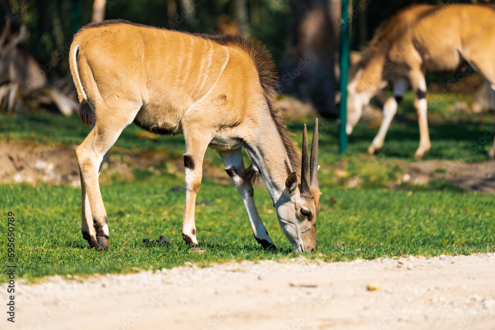 The common eland (Taurotragus oryx), also known as the southern eland or eland antelope