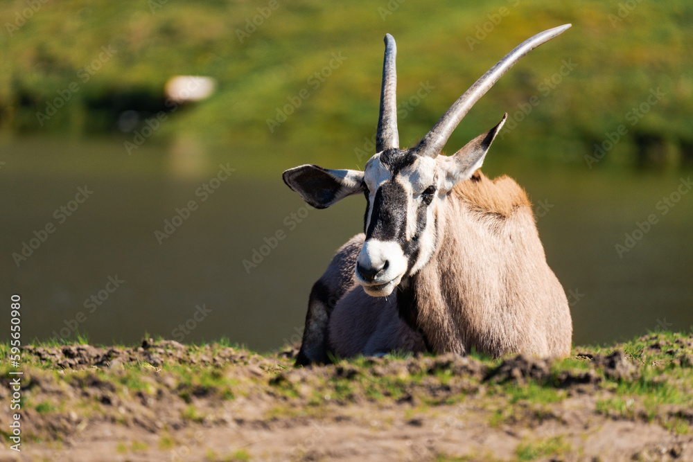 The gemsbok or South African oryx (Oryx gazella) laying on the grass The gemsbok or South African oryx (Oryx gazella) laying on the grass