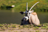 The gemsbok or South African oryx (Oryx gazella) laying on the grass