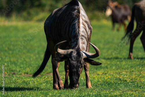 Wildebeest  also called gnu enjoying some fresh grass