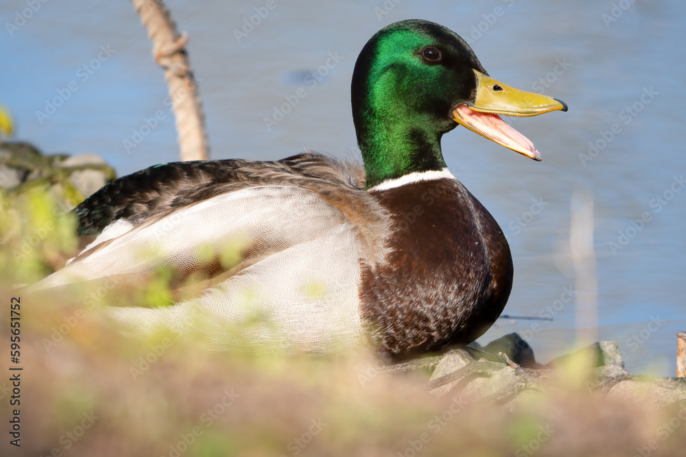 Fototapeta premium Eine männliche Stockente mit offenem Schnabel