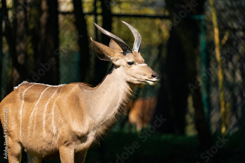 Male Kudu enjoying some sun